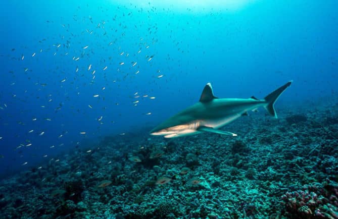 Requin à pointe blanche d'Avatoru, Rangiroa. Photo Sylvain Girardot