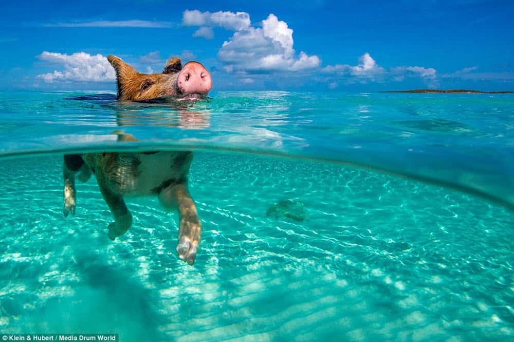 Cochon dans mer (Bahamas) Photo Kein Hubert Media drum worlf