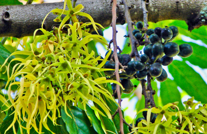 Fleurs et fruits du Ylang-ylang de Tahiti, Cananga. © Tahiti Heritage