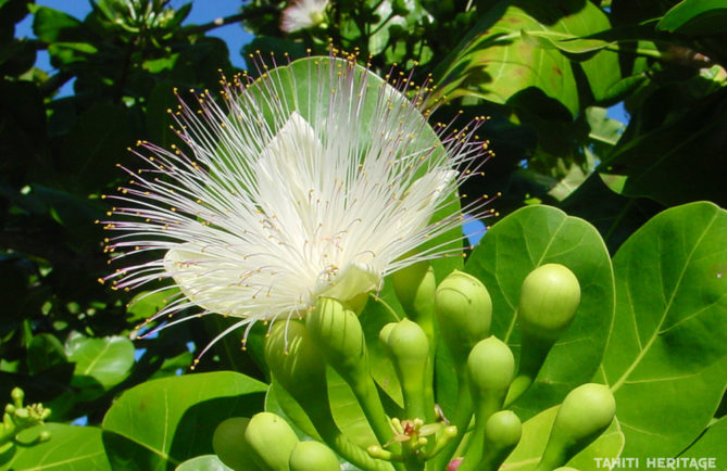 Fleur de Barringtonia asiatica, Hotu de Tahiti © Tahiti Heritage