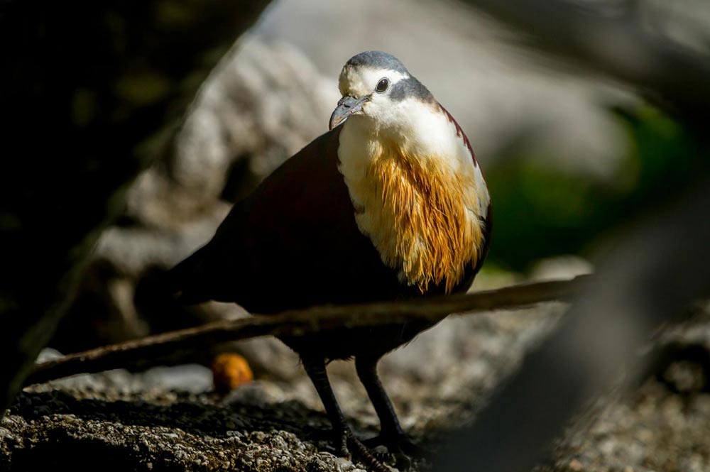 Tutururu des Actéon. Photo BirdLife International