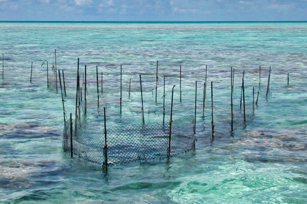 Parc à poisson de l'atoll de Toau (Tuamotu) 2004