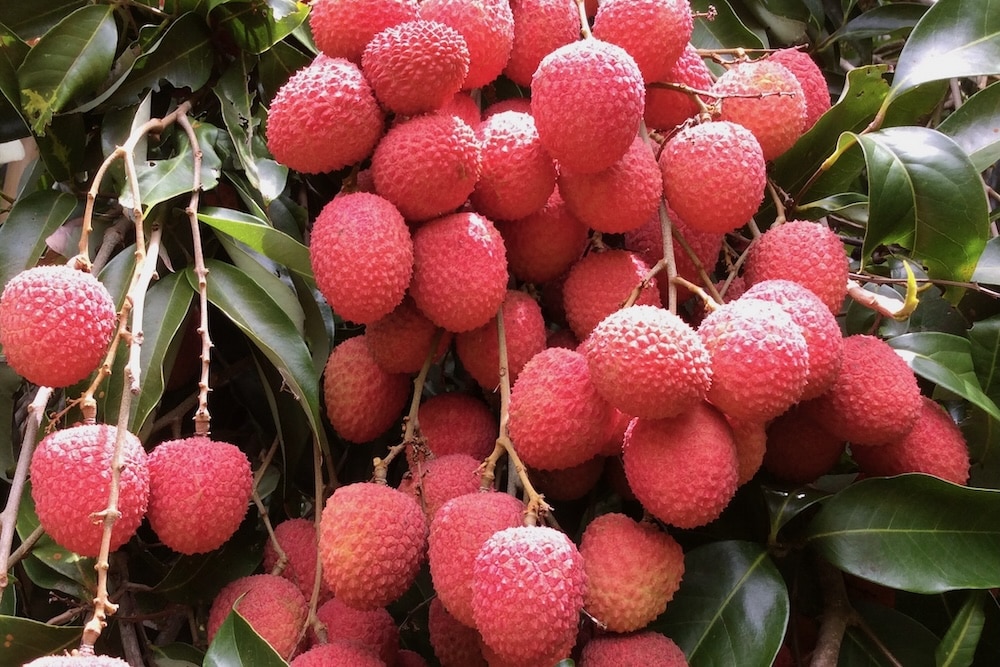 Grappe de Litchi